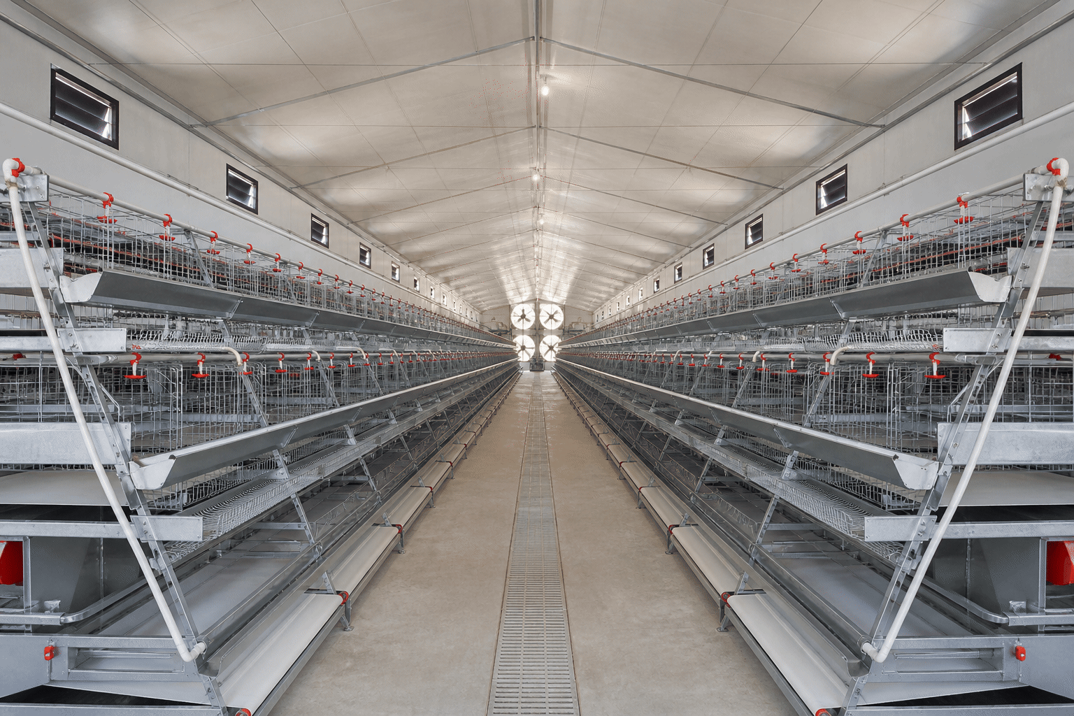 Automated poultry house Automated poultry equipment installed inside a clean commercial poultry house