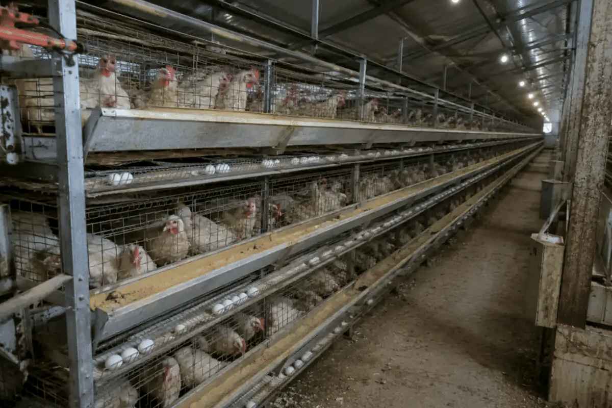 IX-BR40 Breeder Cage System model guide IX-BR40 Breeder Cage System machinery in its operating environment