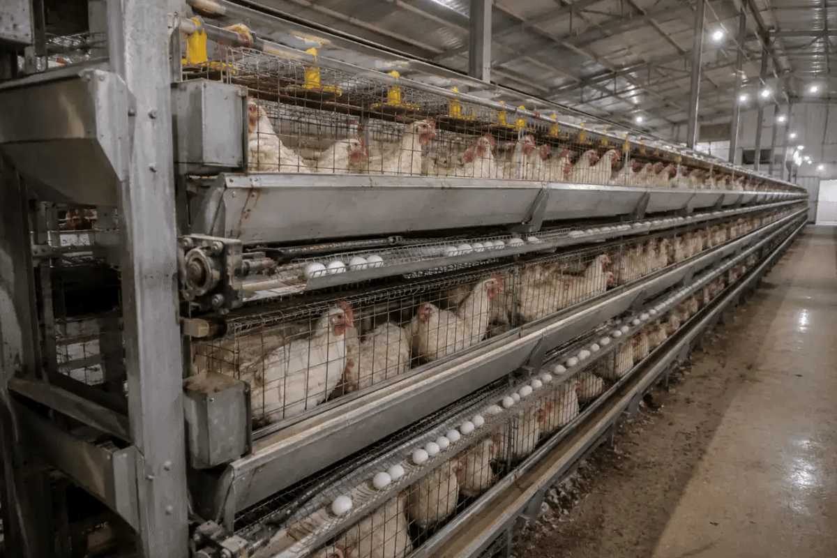 IX-E75 Layer Cage System model guide IX-E75 Layer Cage System machinery in its operating environment