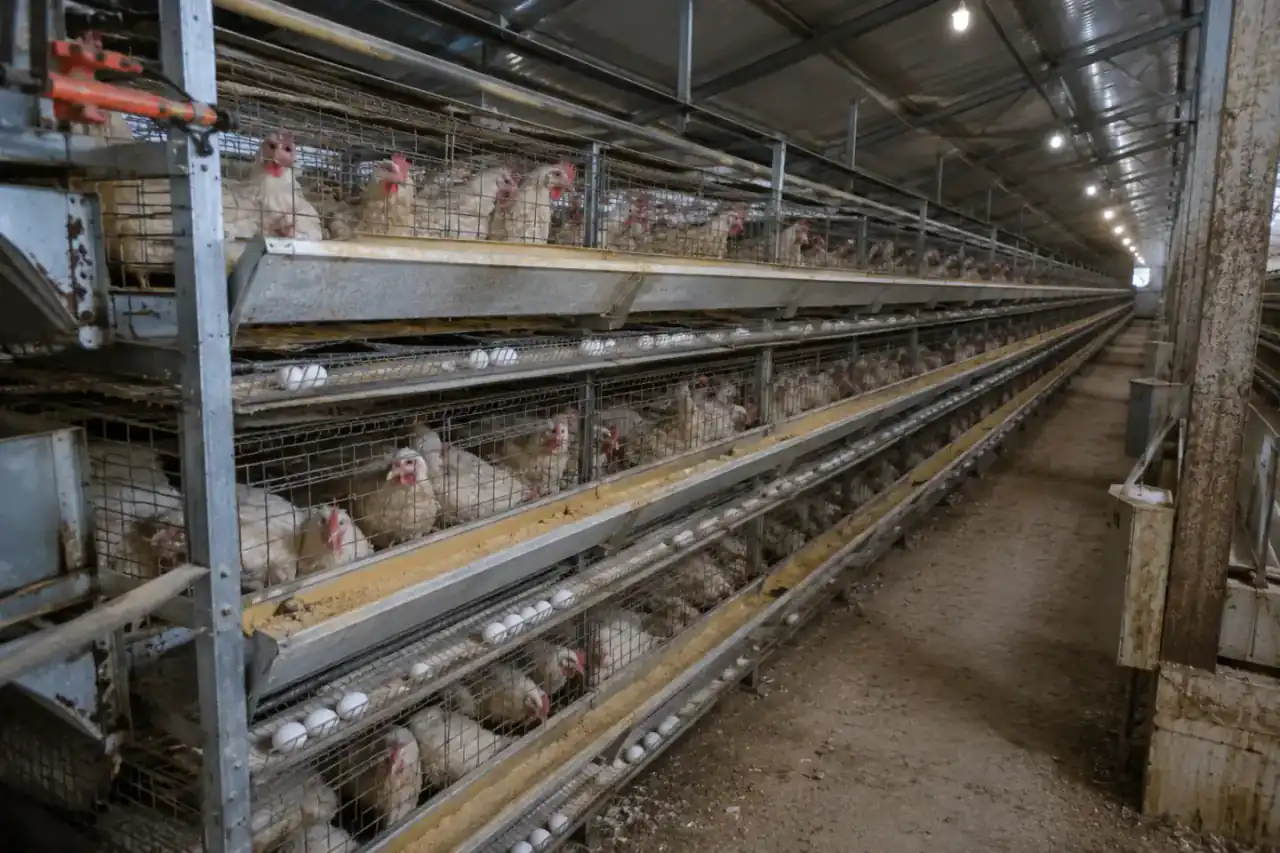 Turnkey Poultry Projects project reference by IXORTA Poultry