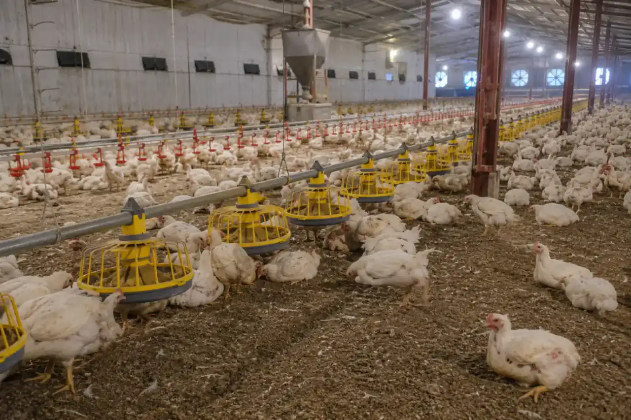 Commercial broiler ground system with automated feeding drinking and climate control