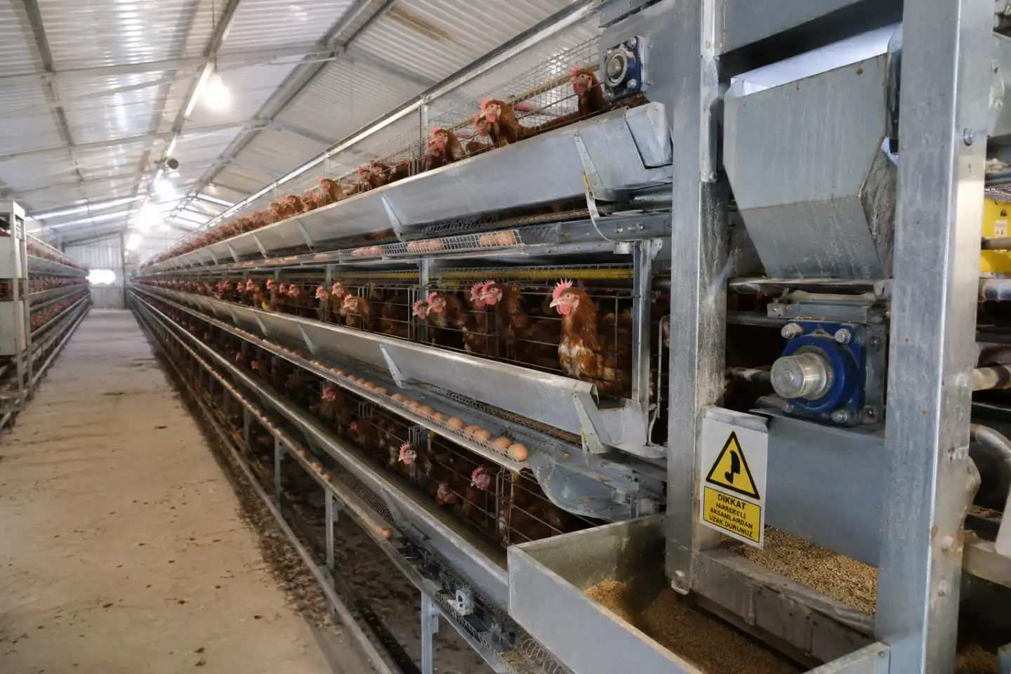 Installed IXORTA commercial layer cage project with automated feeding and manure removal