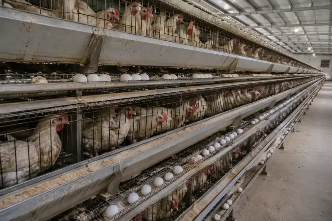 IXORTA poultry project with multi-tier cages, egg collection and feed distribution systems